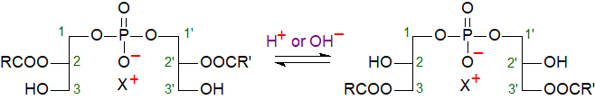 Figure 4. Isomerization of 2,2- to 3,3'-bis(monacylglycero)phosphate Isomerization of 2,2- to 3,3'-bis(monacylglycero)phosphate