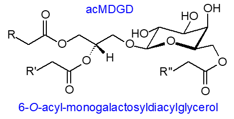Structure of an acylated galactosyldiacylglycerol