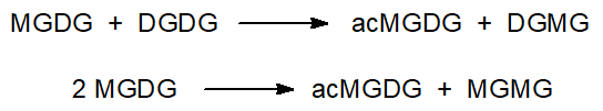 Biosynthesis of acylated galactosyldiacylglycerols