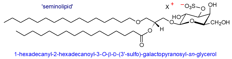 Structural formula of seminolipid