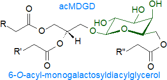 Structure of an acylated galactosyldiacylglycerol