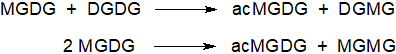 Biosynthesis of acylated galactosyldiacylglycerols