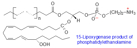 15-Lipoxygenase product of phosphatidylethanolamine