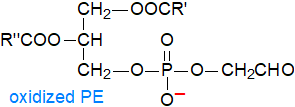 Head-group oxidized phosphatidylethanolamine