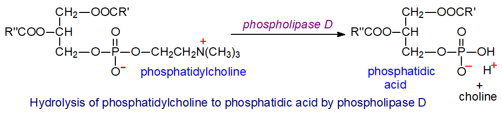 Generation of phosphatidic acid by the action of phospholipase D