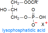 Structural formula of lysophosphatidic acid