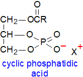 Structural formula of cyclic phosphatidic acid