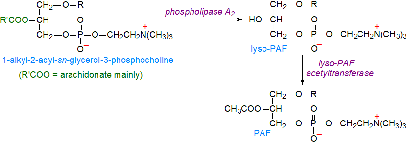 Biosynthesis of platelet-activating factor by the remodelling pathway