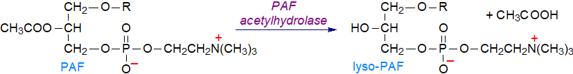 Catabolism of platelet-activating factor