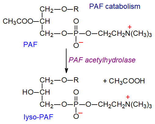 Catabolism of platelet-activating factor