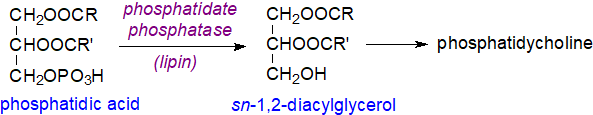 Conversion of phosphatidic acid to diacylglycerol