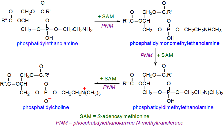 Second biosynthetic route to phosphatidylcholine