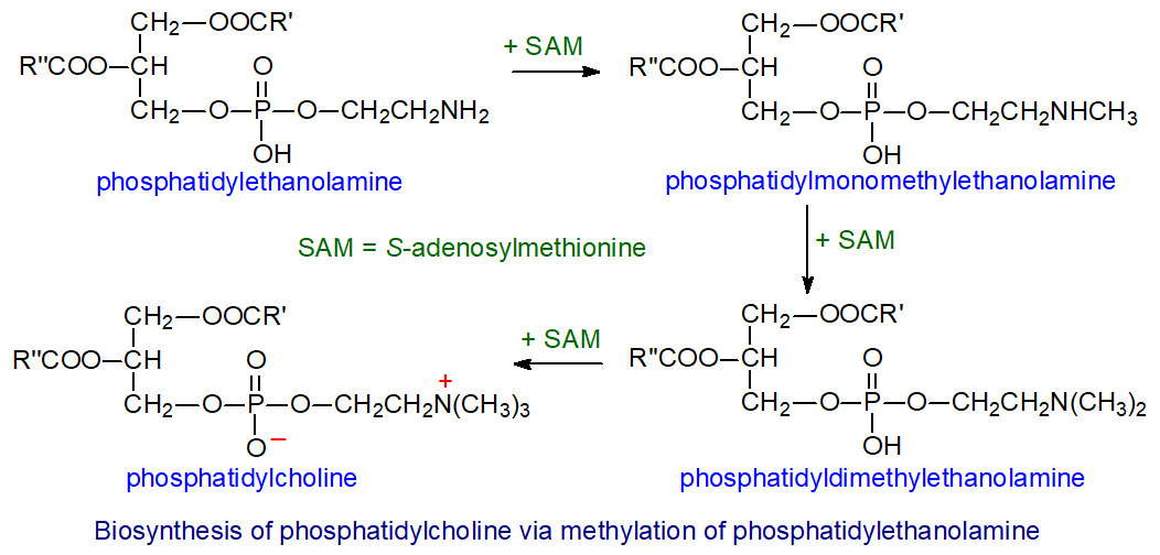 phosphatidylcholine membrane
