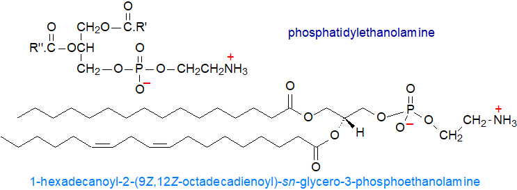 Structural formulae of phosphatidylethanolamine