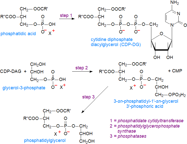 Biosynthesis of phosphatidylglycerol