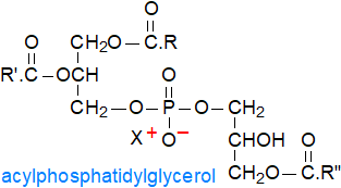 Structural formula of acylphosphatidylglycerol