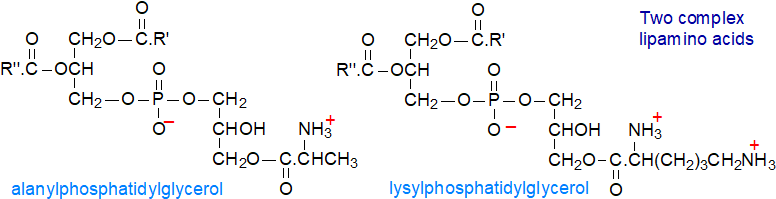 Structural formulae of alanyl- and lysyl-phosphatidylglycerol