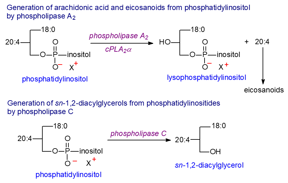 Actions of phospholipase A2 and C