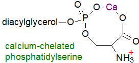 Formula of calcium-chelated phosphatidylserine