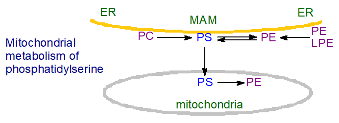 Biosynthesis of phosphatidylserine - mitochondria