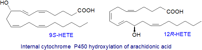 Internal cytochrome P450 hydroxylation of arachidonic acid