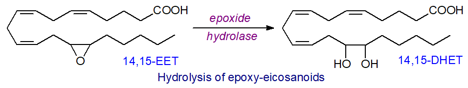 Action of epoxy-hydrolase