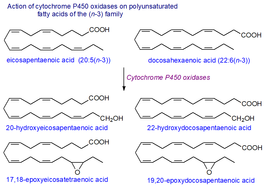 Action of cytochrome P450 oxidases on EPA and DHA