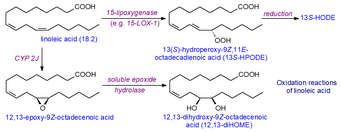 Oxidation reactions of linoleic acid
