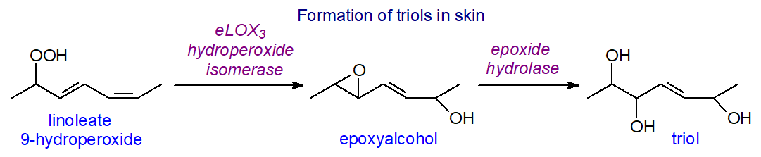 Formation of triols from linoleate in skin
