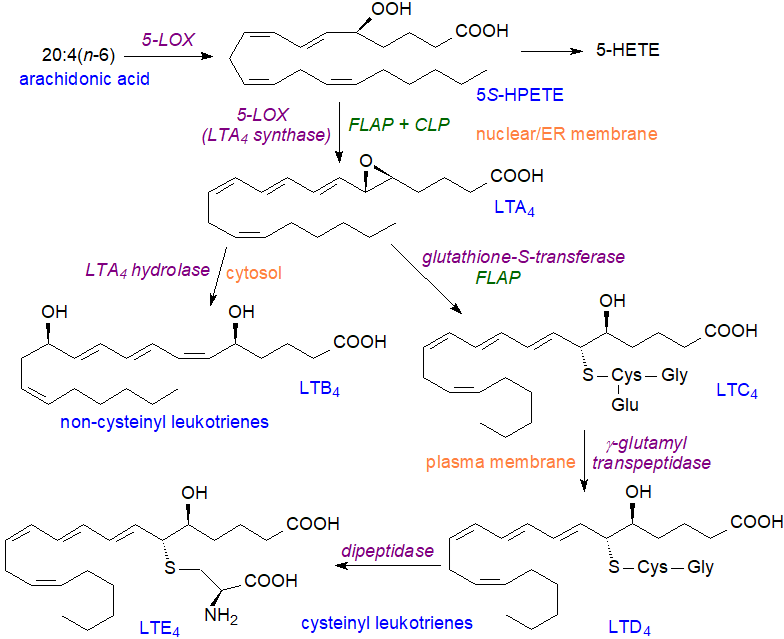 Biosynthesis of leukotrienes