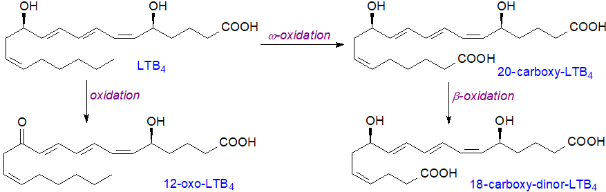 Leukotriene catabolism