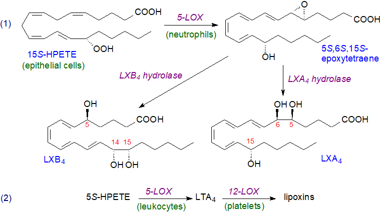 Biosynthesis of lipoxins