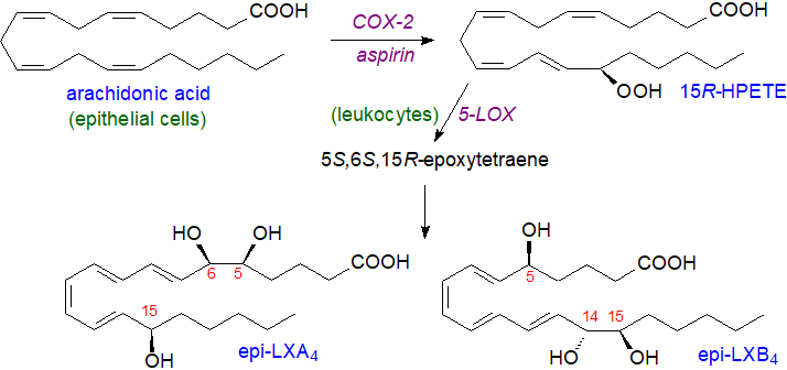 Biosynthesis of epi-lipoxins