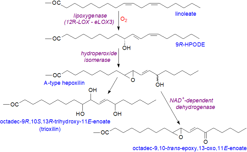 Formation of hepoxilin-like compounds from linoleate in epidermis