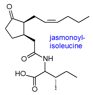 Structural formula of jasmonoyl-isoleucine