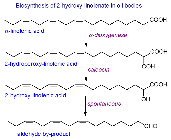 Biosynthesis of 2-hydroxy-linolenate in oil bodies