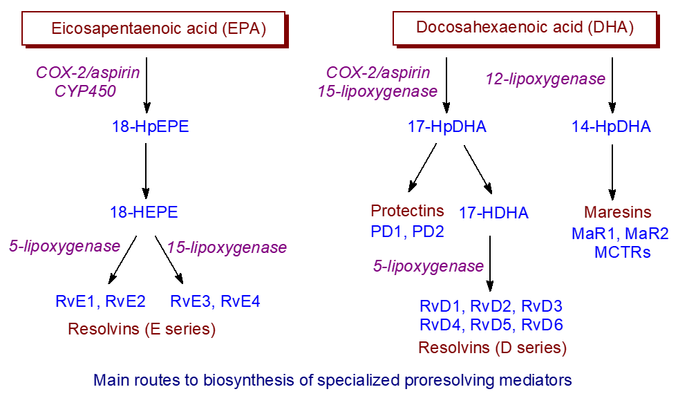 Summary of biosynthesis of SPMs