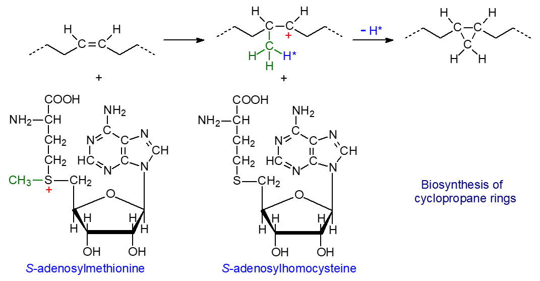 Biosynthesis of cyclopropyl fatty acids