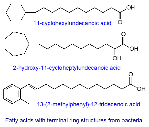Fatty acids with terminal ring structures from bacteria