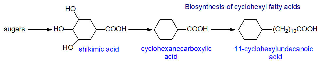 Biosynthesis of 11-cyclohexylundecanoic acid