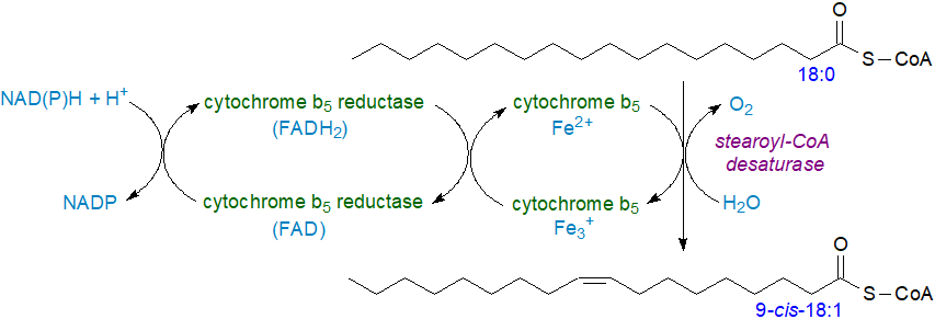 Desaturation of stearic to oleic acid