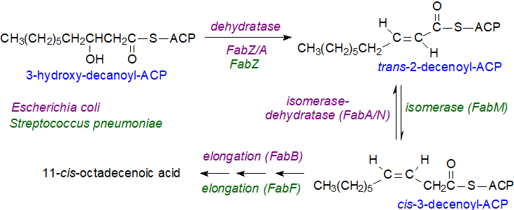 Biosynthesis of monoenoic fatty acids in bacteria