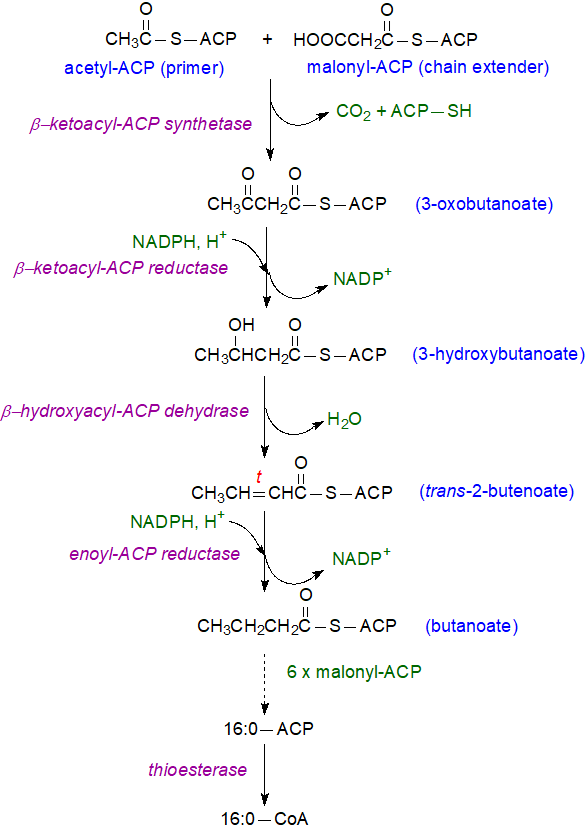 Biosynthesis of saturated fatty acids