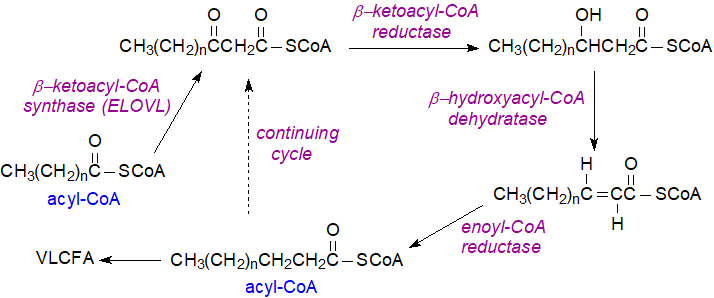 Chain elongation of fatty acids