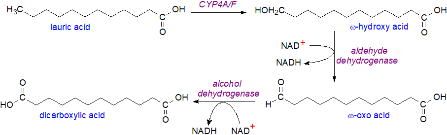 Biosynthesis of dicarboxylic acids