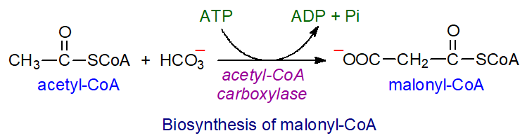Reaction of acetyl-CoA carboxylase to produce malonyl-CoA