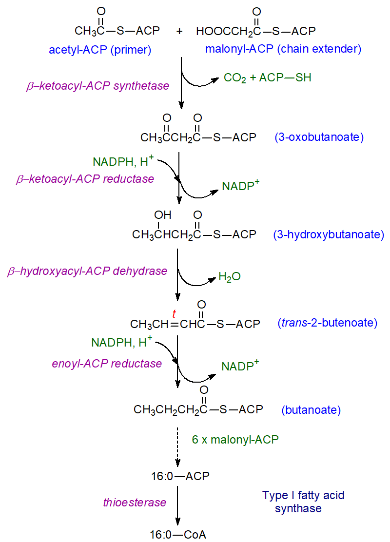 Biosynthesis of saturated fatty acids
