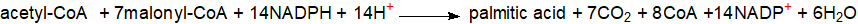 Equation for the biosynthesis of saturated fatty acids