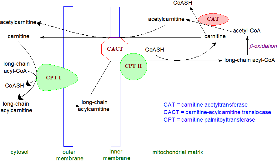 Function of carnitine in mitochondrial long-chain fatty acid oxidation