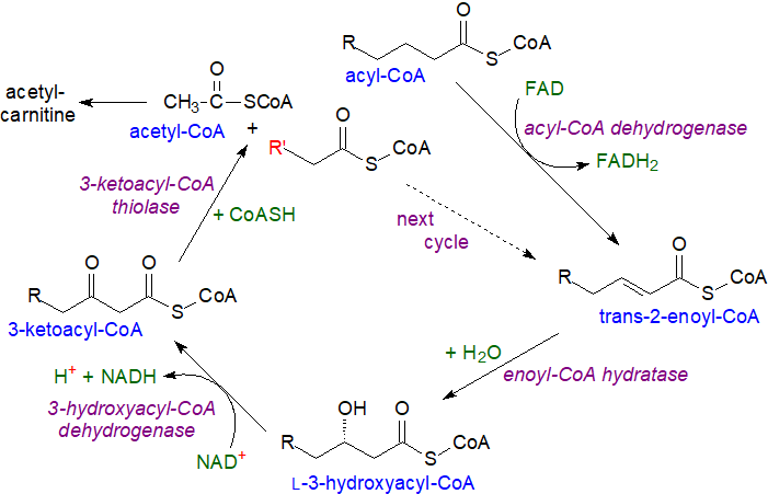 Beta-oxidation of long-chain saturated fatty acids